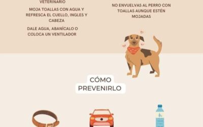 ⚠️ ¿SABES CÓMO PREVENIR LOS GOLPES DE CALOR EN TU MASCOTA? ⚠️