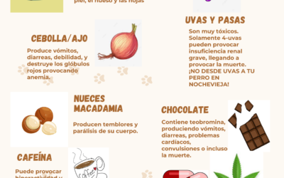 ¿SABES QUÉ ALIMENTOS SON TÓXICOS PARA TU MASCOTA?