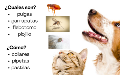 ¿PROTEGES A TU MASCOTA FRENTE A PARÁSITOS EXTERNOS?