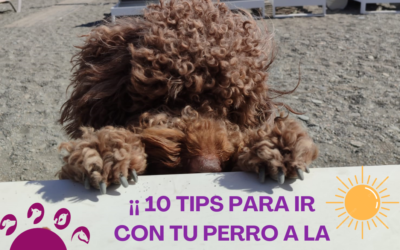 📌 ¡10 TIPS PARA IR A LA PLAYA CON TU MASCOTA! 🐶